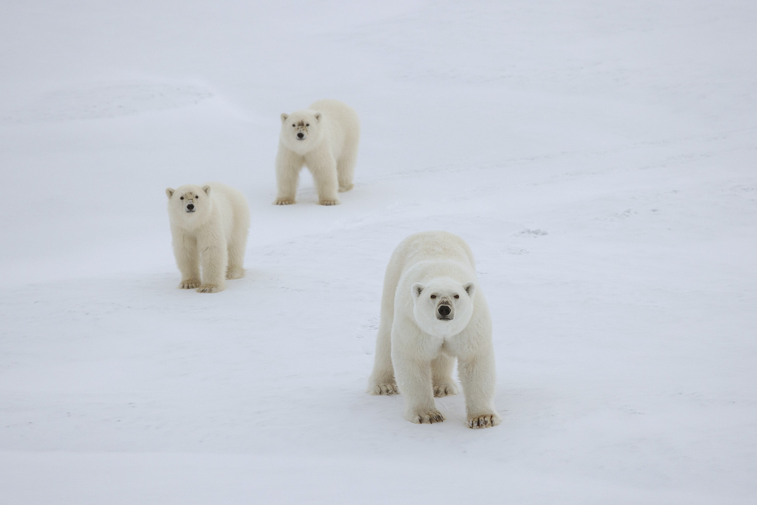 Image of Polar bear mum and cubs